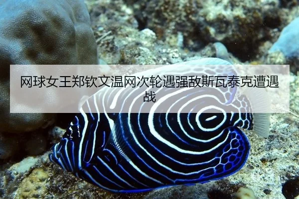 wang-qiu-nv-wang-zheng-qin-wen-wen-wang-ci-lun-yu-qiang-di-si-wa-tai-ke-zao-yu-zhan-2-629.jpg